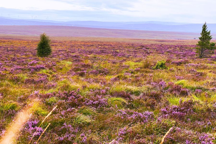 Heideblüte in den Highlands