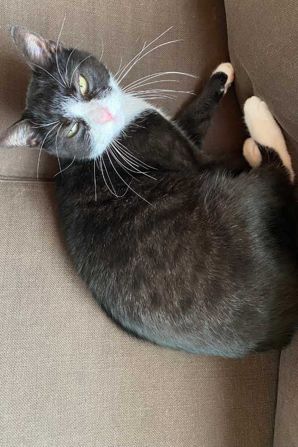 Katze auf Sofa