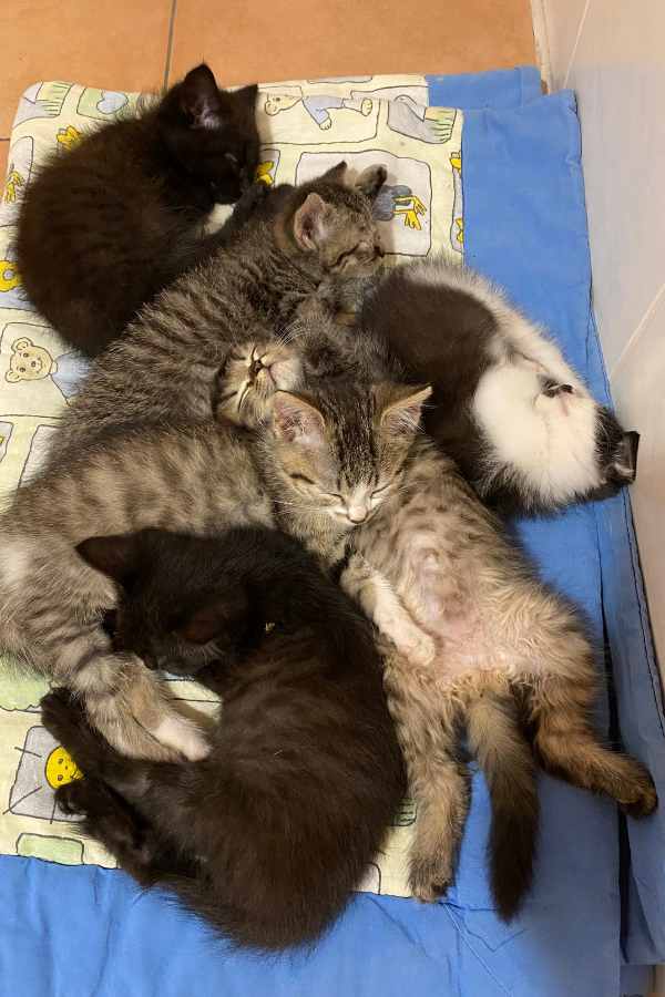 8 ausgesetzte Kitten in Sicherheit