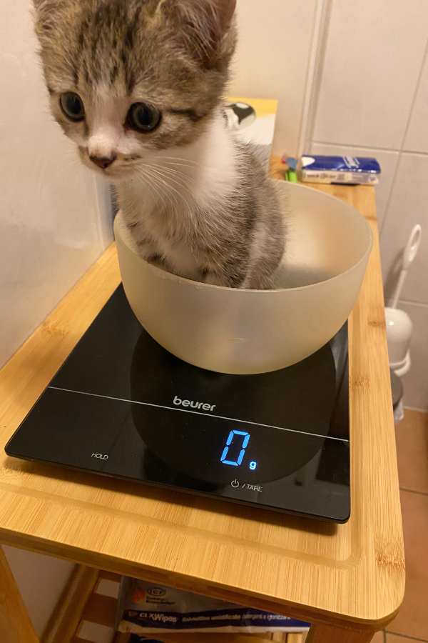 Kitten wird gewogen