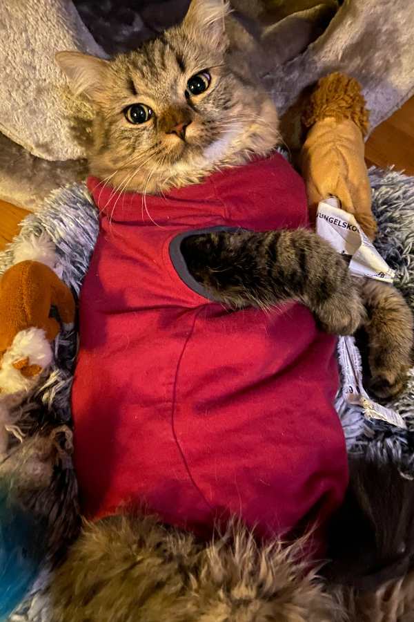 krankes Katzenkind nach OP im Body