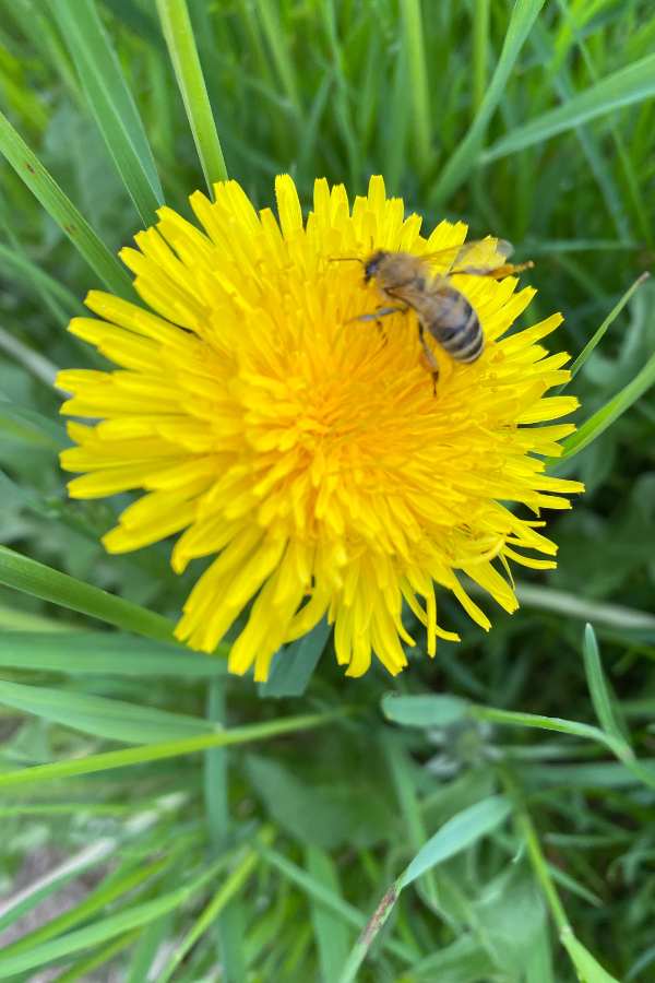 Biene auf Löwenzahn