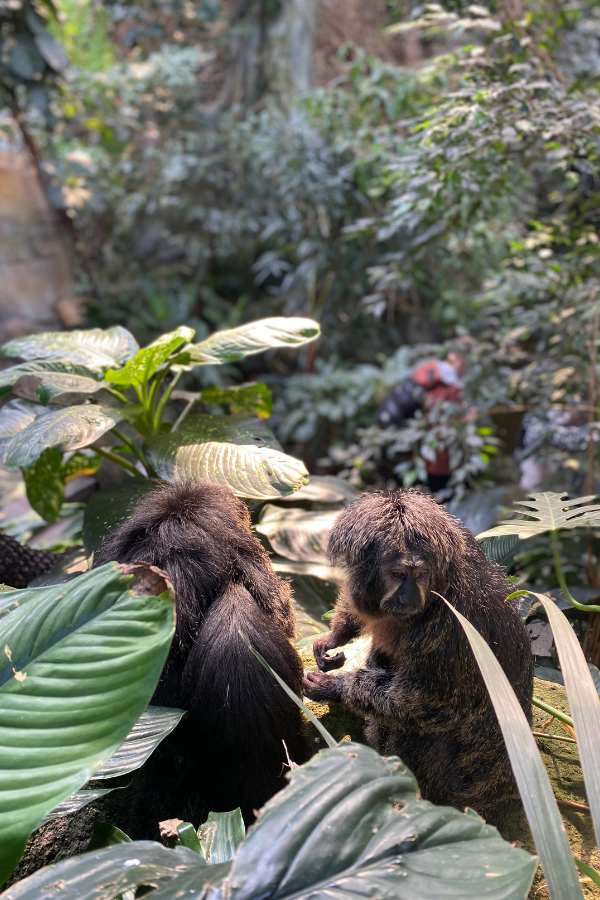 Affen im Karlsruher Zoo