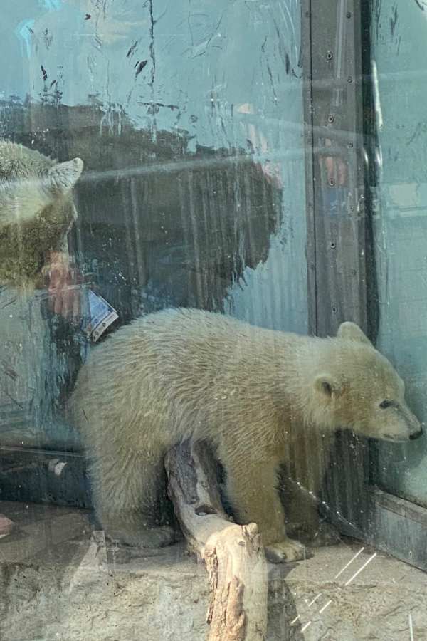 Eisbärenjunges in Karlsruhe
