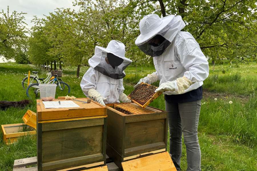 Erste Durchsicht bei den Bienen.