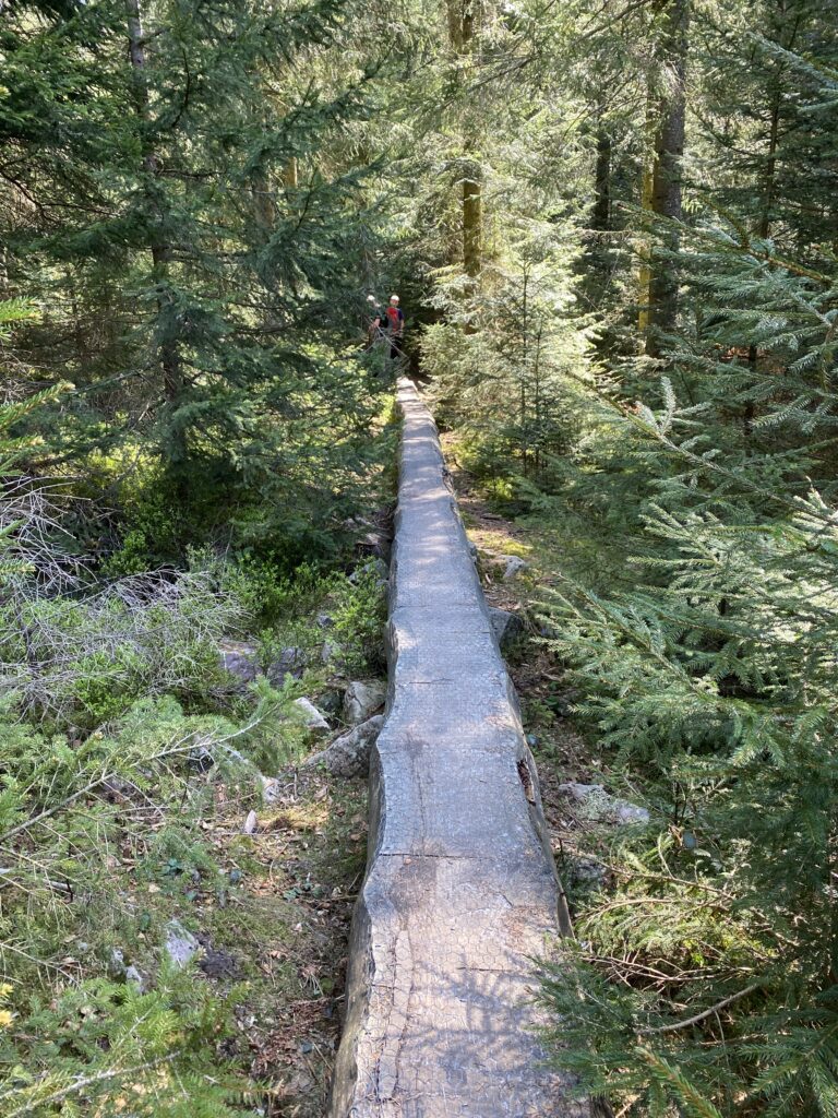 balancieren auf Baumstamm