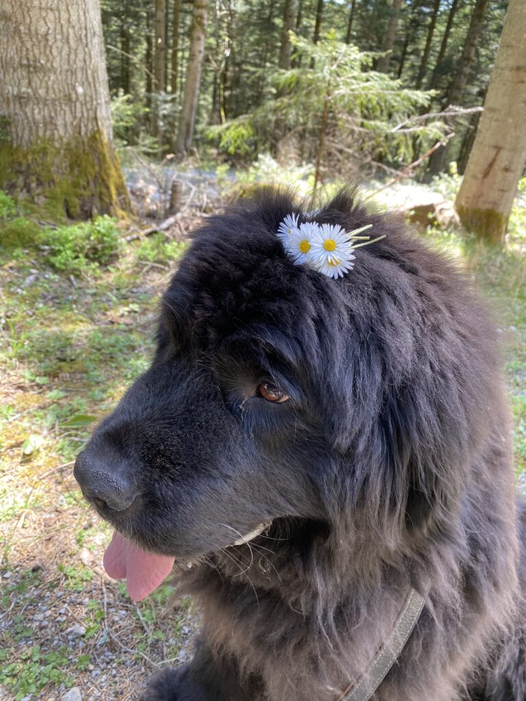 Hund mit Blume im Fell