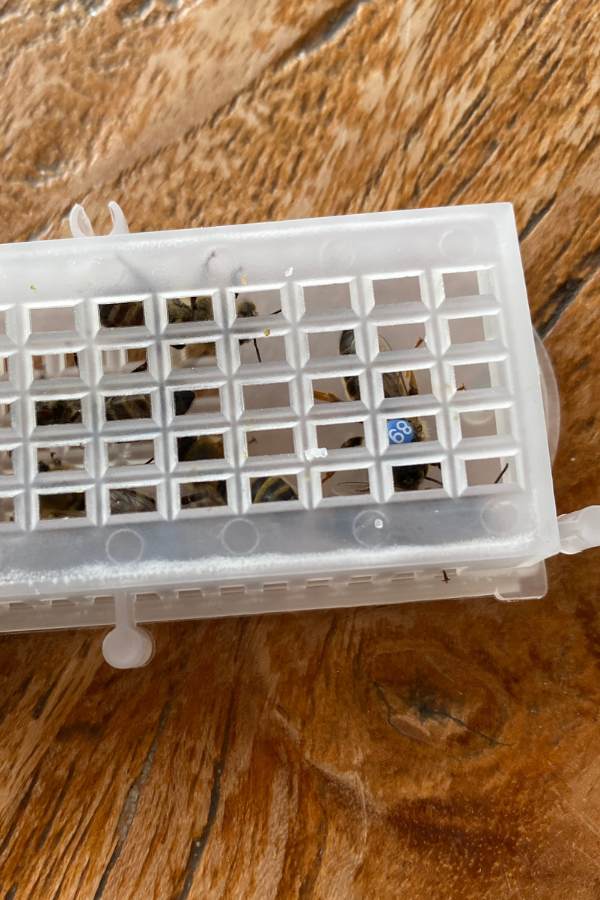 Bienenkönigin 2025 im Käfig
