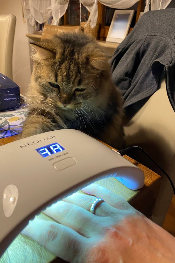 Katzen