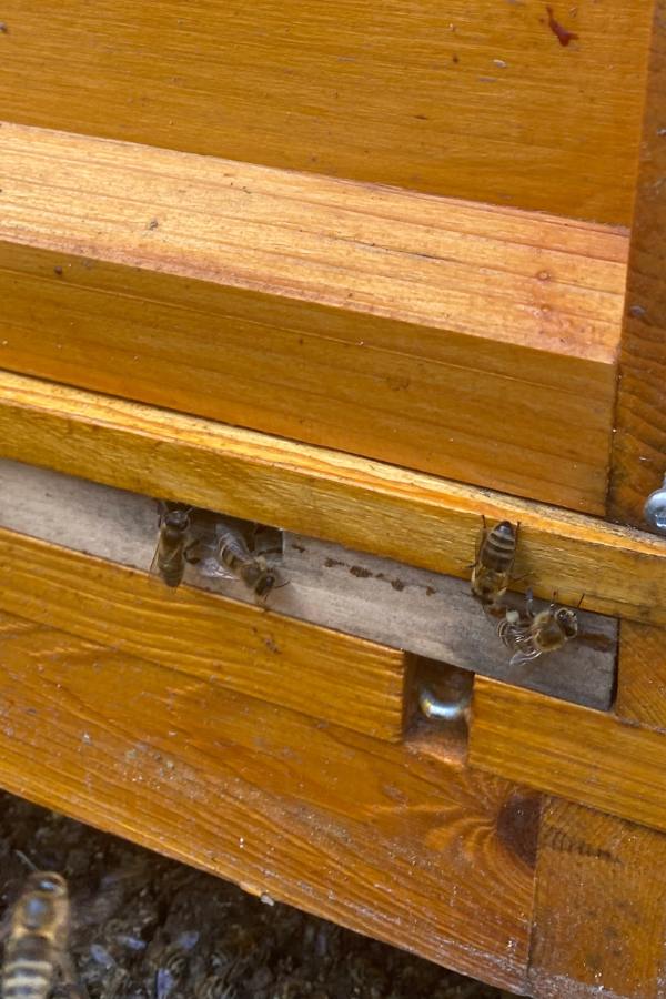 Bienen