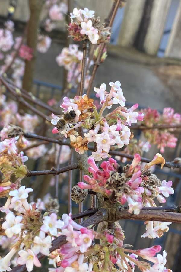 Frühling Bienen